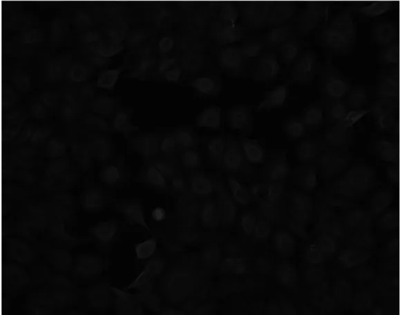 Figure 4.3: B-Tubulin channel image for DNA damage MOA when the compound is mitomycin C and concentration is 0.3 in week 4 [10].