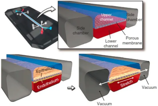 Figure 1: Microfluidic lung-on-a-chip 4: The chip consists of two channels which represent the lung channel  and the “blood” channel
