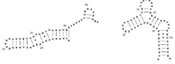 Figure 3: Two examples of RNA secondary structures for two sequences of the Rfamdatabase (Grifﬁths-Jones et al., 2003).