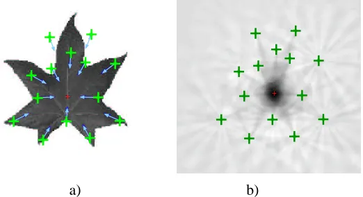 Figure 5: Training image a) The only training leaf. The interest points for training are marked andits corresponding direction to the center