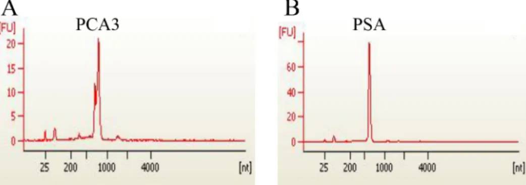 Figure 2: Recombinant expression of PCA 3 and PSA genes.  Gene clone, plasmid construction and transcription in vitro were  conducted to obtain individual PCA3 RNA and PSA RNA