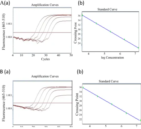 Figure 3: Generation of PCA3 and PSA standard curve.  (A) Recombinant expressed PCA3 RNA was serially diluted by ten-fold  from 1.25 x 10 7  to 1.25x 10 3  (copy/ml)