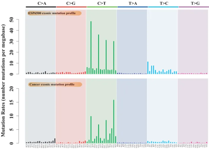 Figure 1: Mutation profiles of cancer somatic mutations and germline substitutions, including the exonic mutation  profile of 9,155 cancer samples and the exonic mutation profile of ESP6500.