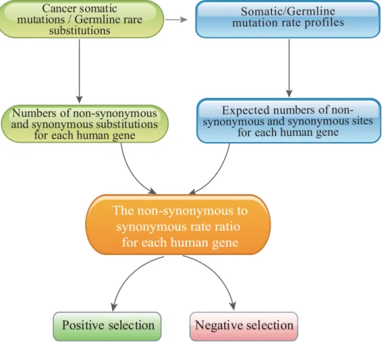 Figure 2: The pipeline used to identify positively and negatively selected cancer genes with the mutation-profile-based  method.