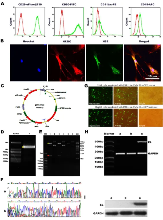 Figure 1: Immunophenotypic analysis of BMSCs and the construction of NF-200 promoter of lentivirus plasmid and  identification