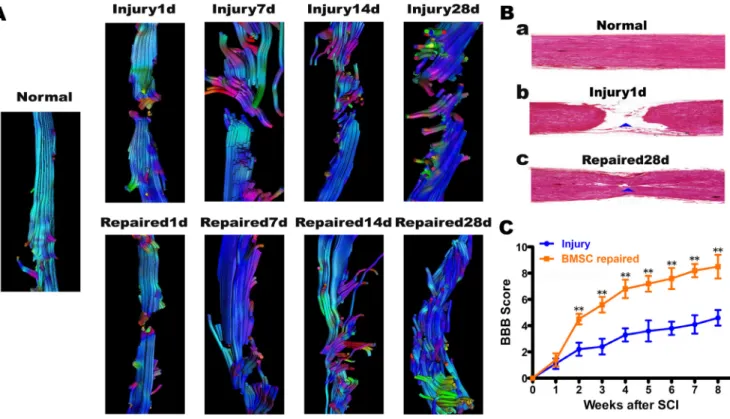 Figure 4: Diffusion tensor tractography (DTT) figures, H.E staining of rat spinal cord tissue and BBB locomotor  function score