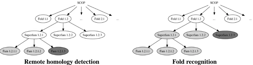 Figure 1: Two protein classiﬁcation problems. (Left) In the SCOP database, we simulate the remotehomology detection problem by holding out a test family (shown in dark gray) from a su-perfamily and using the other families as positive training data (shown 
