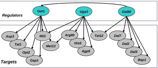 Figure 3: Regulation graph. The top layer is associated with the regulators and the bottom layer isassociated with all other variables