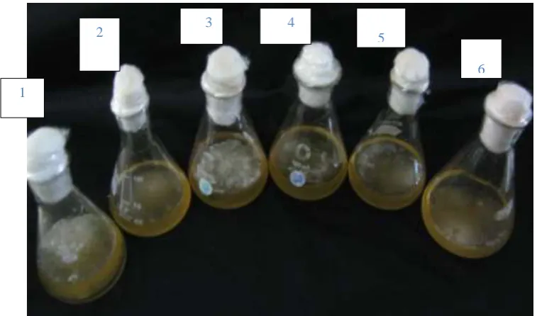 Fig. 3 Growth of Shiitake culture  in various liquid carbon sources   