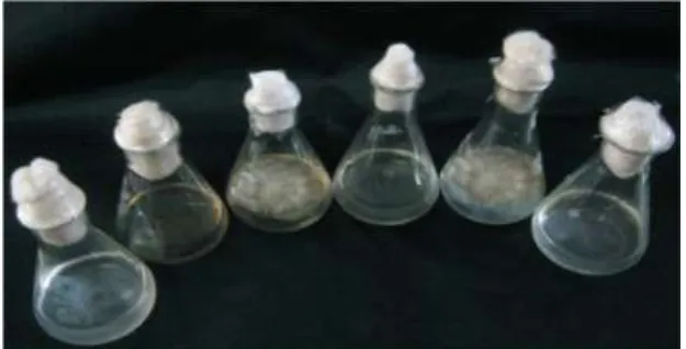 Fig.7   Growth of Shiitake culture  in various liquid nitrogen source  