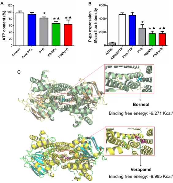 Figure 5: Inhibition on ATP level (A) and P-gp expression (B) of various PTX formulation with BNL combination in A2780/ PTX cells; Docking interaction of BNL and verapamil with P-gp (C)