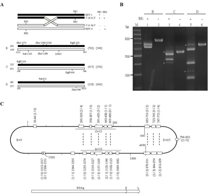 Figure 1: Detection of HDV-1/HDV-4 recombination by RT-PCR-RFLP.  A. Schematic diagram of the amplified HDV cDNAs  and RFLP patterns used to detect HDV RNA recombinants
