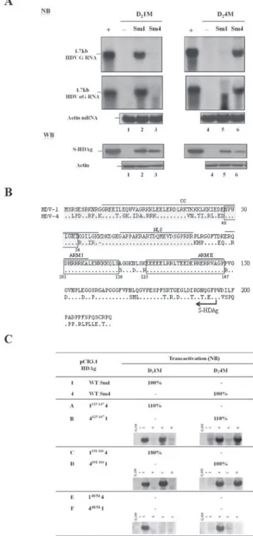 Figure 2: Trans-activation abilities of WT HDV-1 and HDV-4 S-HDAg.  A. NB and WB analyses of HDV RNA replication  and HDAg expression, respectively