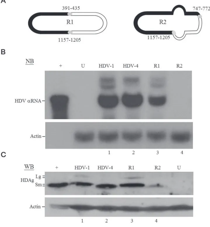 Figure 3: HDV replication and HDAg expression of recombinant HDV.  A. Schematic diagram of the circular HDV recombinant  genomes