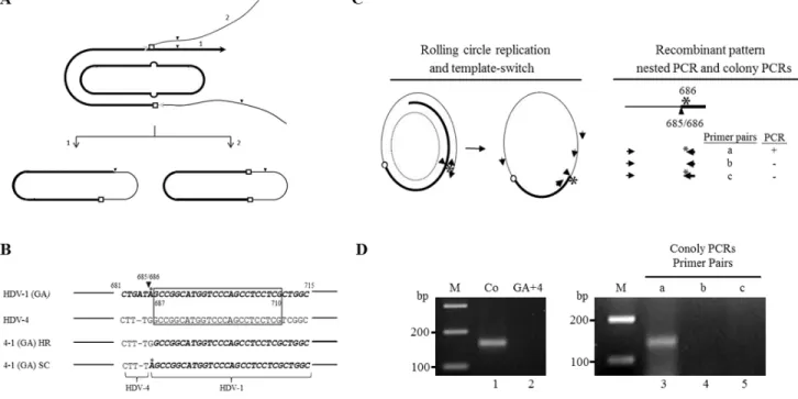 Figure 4: Involvement of ribozyme activity in generating the inter-clade junction of HDV recombinants