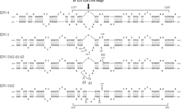 Figure 5: The HDV RNA structure affects HDV RNA recombination.  HDV rod-like genome structures formed by HDV-1 and  HDV-4 between nt 386-464 and nt 1125-1210