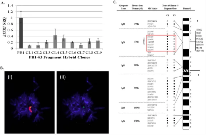 Figure 1: Localisation of a 490kb region on human chromosome 3p that represses hTERT transcription within 21NT- 21NT-hTERT (PB1) breast cancer cells