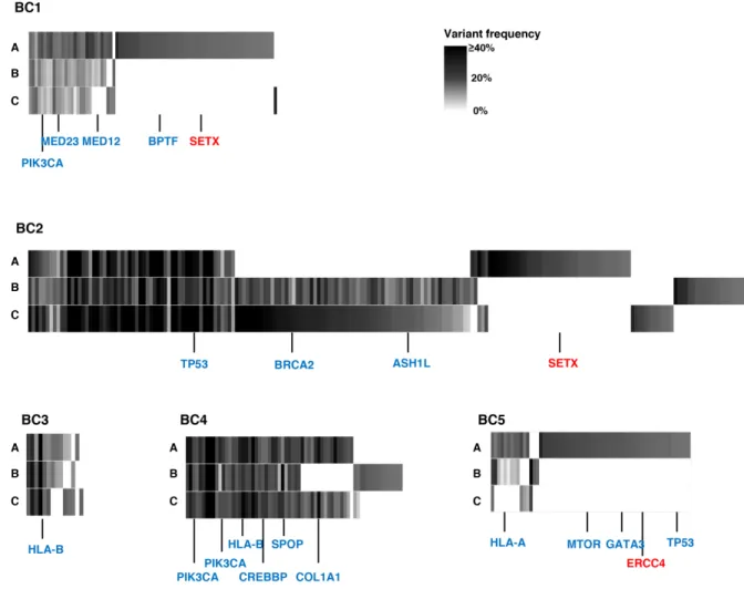 Figure 1: Genetic intra-tumoral heterogeneity in five breast tumors.  Multiregional profiles of mutations were visualized as  heat maps (blue colored genes: driver gene mutations in many types of cancers including breast cancer; red colored genes: DNA mism