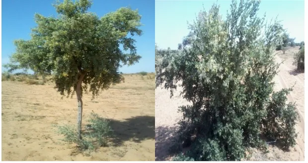 Figure 1: Guiera senegalensis in Ghubaysh of Western Kordufan, Sudan. 