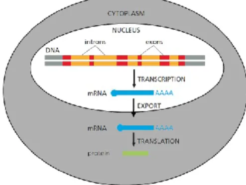 Figure 4: Schematic representation of gene  expression 