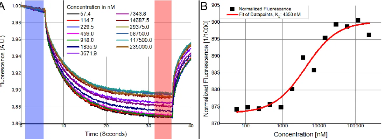 Figure  7:  A)  Normalized  MST  measurements  for  different  concentrations  of  unlabelled  protein  with  the  initial  fluorescence  recorded  in  the  blue  highlighted  area  and  the  steady-state  fluorescence  recorded  in  the  red  highlighted 