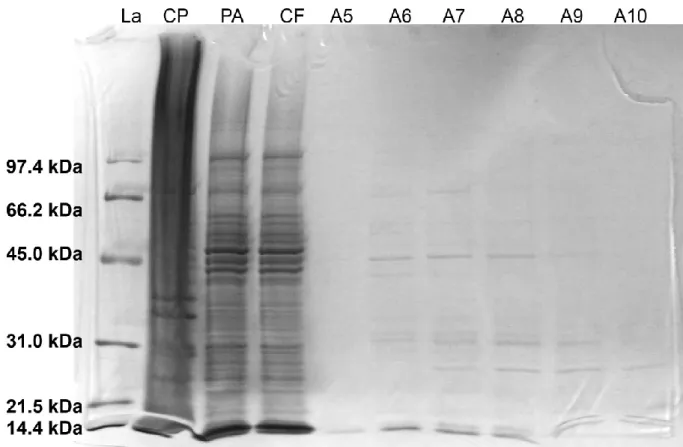 Figure 9: SDS-PAGE (10% SDS) gel of syntaxin 1a. In this gel the above mentioned control samples are added to see if  protein acquisition from the cell lysis suspension has been successful and to monitor the effectiveness of the Ni 2+ -affinity 