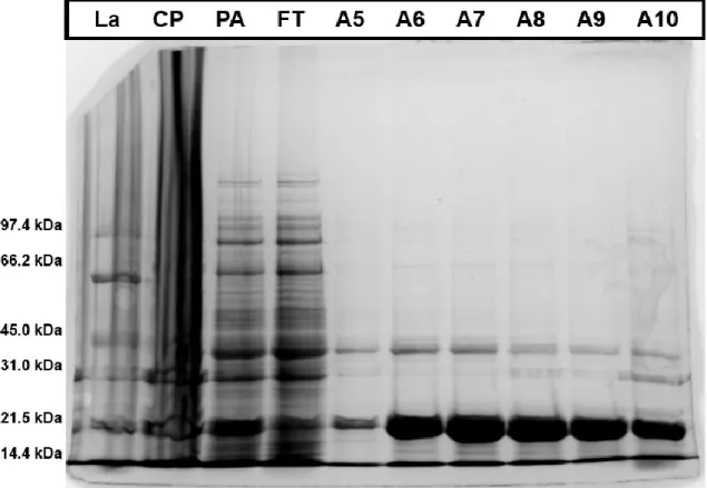 Figure 10: SDS gel (15% SDS) of SNAP25. The different columns loaded with samples are filled from left to right with the  LA  (ladder  for  size  comparison),  CP  (sample  of  the  cell  pellet  after  cell  lysis),  PA  (sample  before  nickel  affinity 