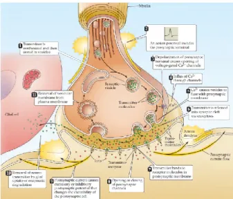 Figure 1: Sequence of events involved in transmission at a  typical chemical synapse 7