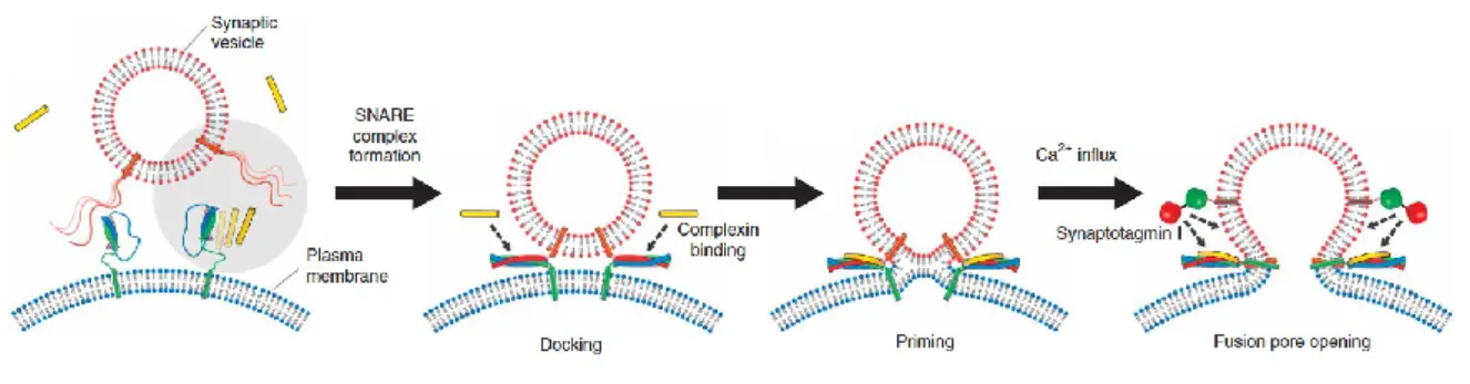 Figure  2:  Schematic  diagram  of  presynaptic  vesicle  docking,  priming  and  SNARE  mediated  Ca 2+ -triggered 