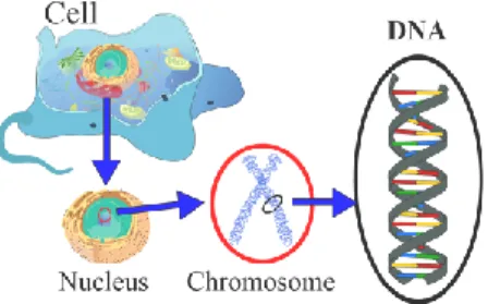Figure 3: Schematic representation of the  location of the genetic information in an  eukaryotic cell
