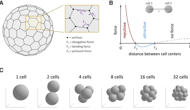 Fig. 4. Some aspects of multiscale models. (A) Representation of the method used to model a cell as a deformable membrane
