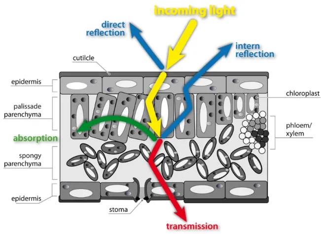 Figure 2.2: Reflection, absorption, and transmission processes in the interaction between sunlight and plant leaves.