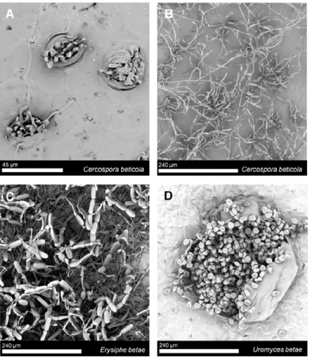 Figure 4.4: Fungal structures on the leaf surface of sugar beet leaves 21 dai. (A, B) Emerging hyphal structures and conidia of Cercospora beticola from stomatal openings of sugar beet lesions