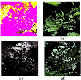 Fig. 3.  Segmentation  result  of  cercospora  leaf  spot  image,  (a)image  conversion,  (b)  segmented  cluster  image  1,  (c)  segmented  cluster  image 2, (d) segmented cluster image 3