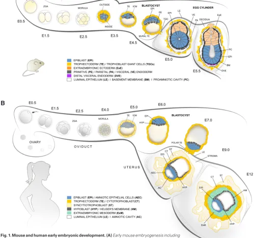 Fig. 1. Mouse and human early embryonic development. (A) Early mouse embryogenesis including the pre-implantation stages until the E4.5 blastocyst and the subsequent development to early egg cylinder stage