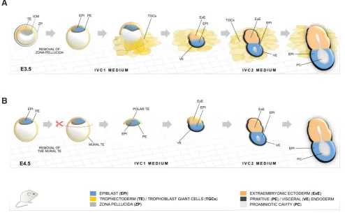 Fig. 3. Mouse embryo culture methods based on in vitro culture 1 (IVC1) and IVC2 media