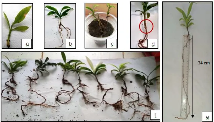 Table shows the percent rooting at different IBA concentrations and average root and shoot length at different IBA concentrations during present study 