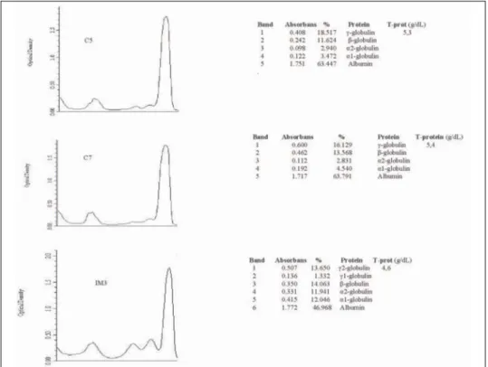 Figure 1. Representative deansitometric distribution of serum proteins of calves (C:control;