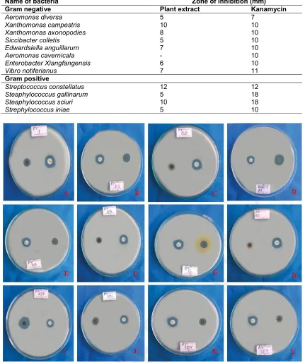Table 1. Antibacterial activity of R. vesicarius leaves extracts against the tested bacteria  