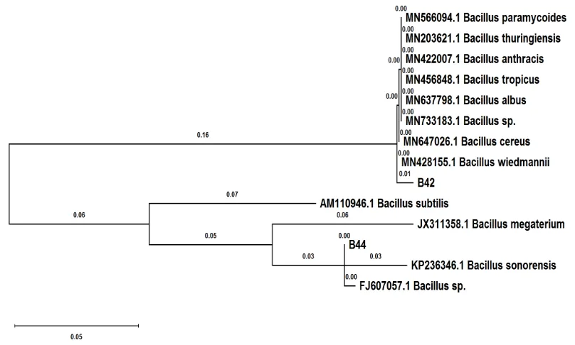 Fig. 1. The phylogenetic tree of Bacillus sp. B44 and B42 isolates along with their most similar species constructed by the DNA sequence of 16SrRNA  