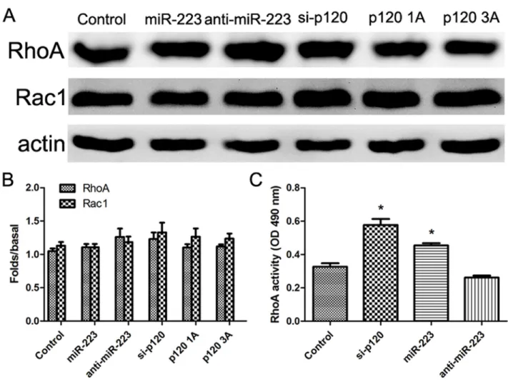 Figure 9: miR-223 overexpression enhances RhoA activity in LoVo cells.  LoVo cells were transiently transfected with miR- miR-223 mimics, miR-miR-223 inhibitor, or negative control, respectively, and were transfected with p120 siRNA, p120 1A, or p120 3A pl