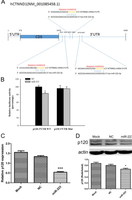 Figure 3: miR-223 directly targets p120.  Mutation site map: wild-type p120 (p120-3’UTR WT plasmid) contains a sequence capable  of binding miR-223, and a mutated plasmid (p120-3’UTR Mut) was created by mutating the 414, 55, and 911 sites of the p120 mRNA 