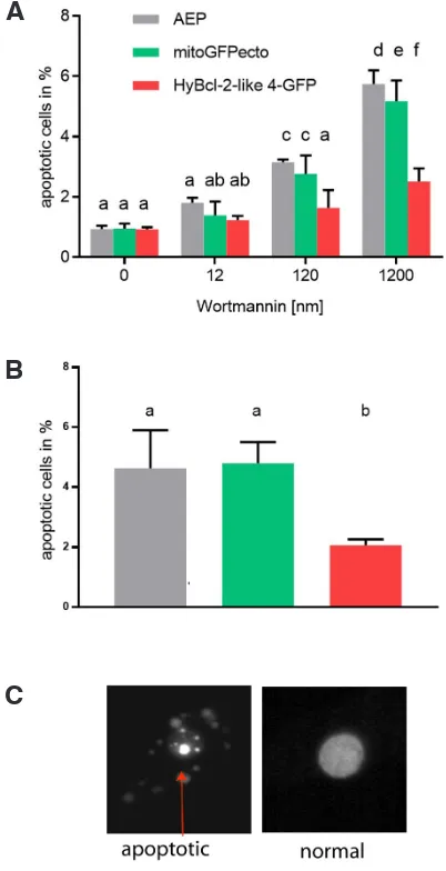 Fig. 2. Apoptosis in transgenic and wild-type Hydra induced by Wort-mannin or food deprivation