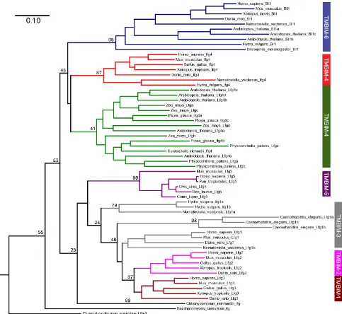 Fig. 4. XM_001640172.1; Xenopus tropicalisNM_001077068.1; Phylogenetic tree representing BI-1 and Lfg-genes from plant, fungi, algae and animal species; BI-1 with blue lines, Lfg-4, red lines, plant Lfgs green lines, Lfg-5 lila lines, Lfg-1 grey lines, Lfg
