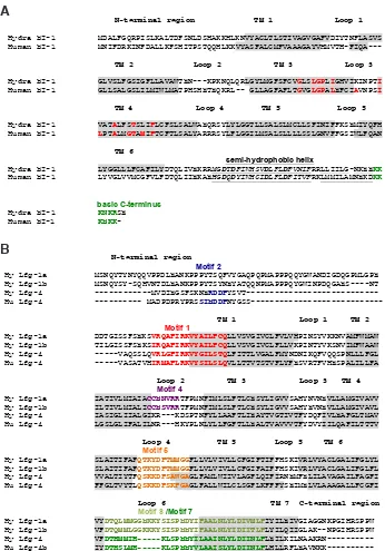 Fig. 5. Alignments of BI-1 and Lfg sequences from Hydra and human. (A) Clustal alignment of HyBI-1 and human BI-1 protein sequences; Transmembrane domains from TMHMM pre-dictions are underlayed in gray