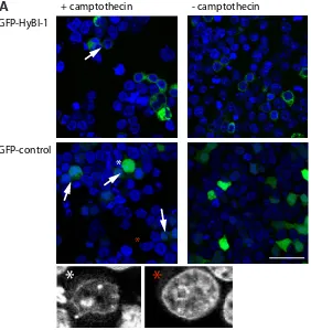 Fig. 8. HyBI-1 protects from camptothecin induced apopto-sis. (A) Confocal microscopic single sections of HEK-cells after transfection with plasmid encoding GFP-HyBI and GFP control