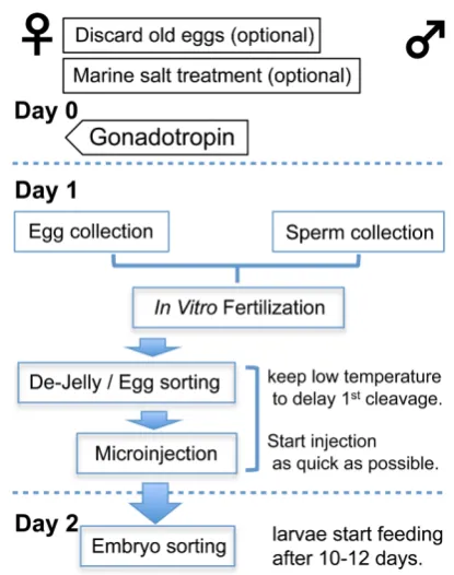 Fig. 1. Flow chart of the microinjection procedure. In order to obtain high quality eggs, start optional steps (pre-treatment) more than 2 weeks before Day 0.