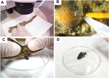 Fig 2. Sperm, egg collection and in vitro insemination. (A) Sperm collection from anesthetized male newts under a stereomicro-scope
