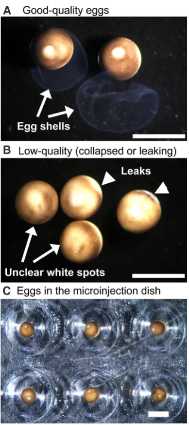 Fig 3. Egg sorting and microinjection. (A) Good quality eggs. The animal pole sides are clearly pigmented, and a white spot on the animal pole was a sign of good-quality eggs