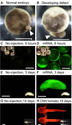 Fig 4. Embryo sorting and anticipated results. Typical examples of normally developing embryo, blastula stage (A) and developing defect (B)